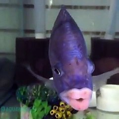 فيديو سمكة سرغوس بـ شفاه آدمية هدية غريبة في الفالنتاين