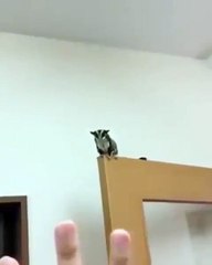 حيوان بوسوم يقفز بين يدي صاحبه من ارتفاع كبير.. فيديو مدهش!