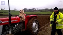 فيديو: كلب أليف يتمتع بمهارة مدهشة.. يمكنه قيادة 