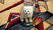 فيديو قطة تساعد هرتها في الخروج من وعاء زجاجي