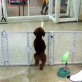 فيديو رد فعل كلب عاد صاحبه لكي يأخذه من مركز الرعاية