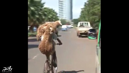 فيديو شاب يتجول بدراجته حاملاً خروفين.. لقطات مدهشة ستصيبك بنوبة من الضحك