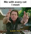 هذا هو شعور كل شخص يحب القطط عند رؤية قطة