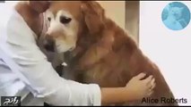 فيديو كلب باكي يطلب عناق كالأطفال .. غاية في اللطف