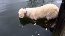 فيديو كلب يلقب بأفضل صياد