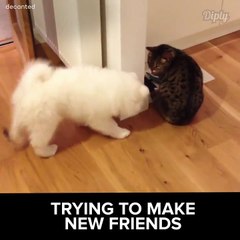 فيديو كلب يحاول صنع صداقة جديدة مع قطة شرسة