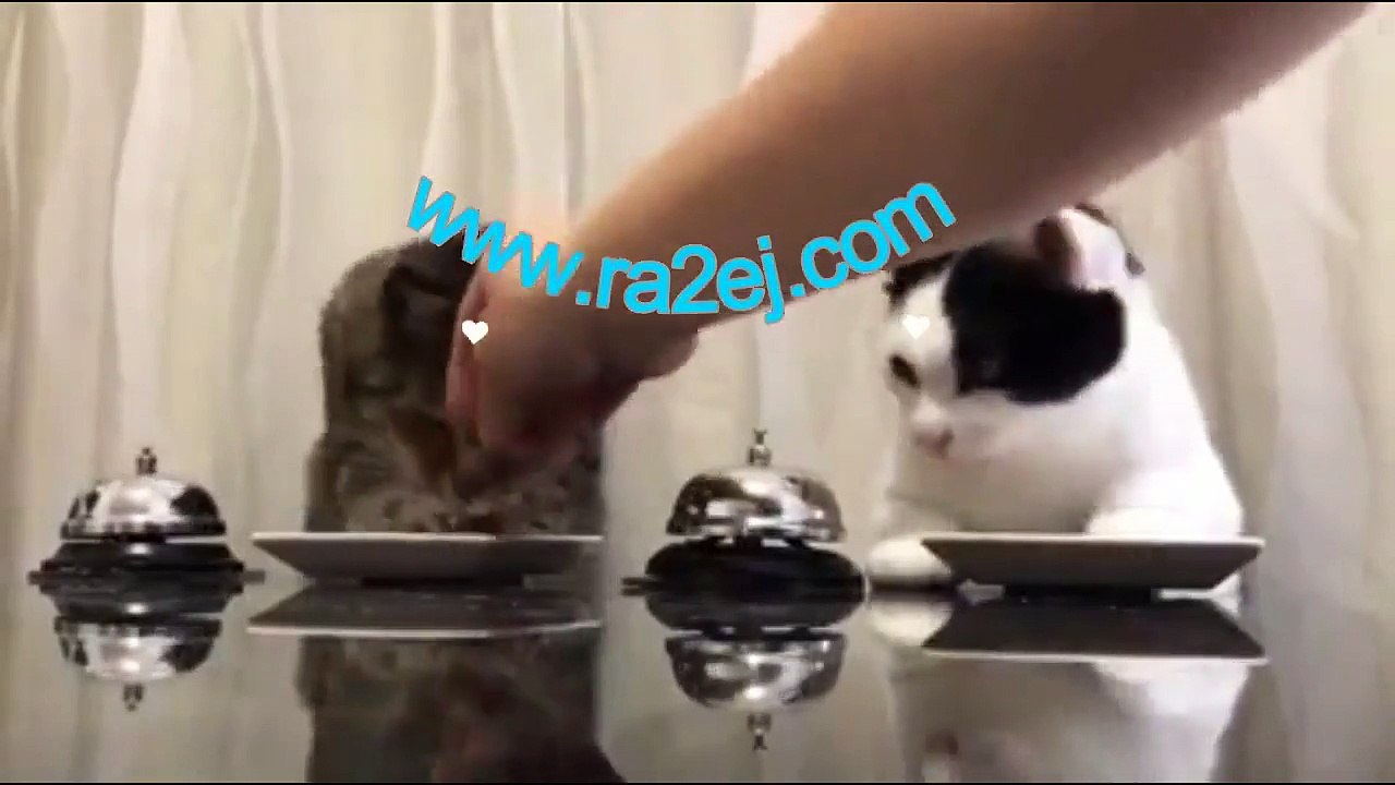 فيديو حصد آلاف المشاهدات في يومين لـ قطط تعلمت كيف تحصل على طعامها!