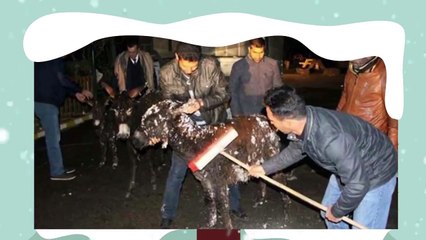 فيديو يعرض 6 حيوانات تجمدت بسبب البرد الشديد