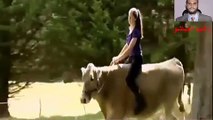 فيديو فتاة تروض بقرة وتحولها إلى حصان خلال 7 سنوات