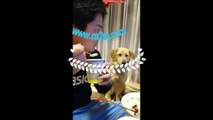 فيديو كلب يراقب الآيس كريم التي في يد صاحبه بطريقة مضحكة جداً