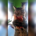 فيديو قطة تأكل بيتزا بطريقة لن تتوقعها