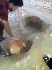 شباب خليجيون يساعدون كلبة في إخراج صغارها من تحت التراب