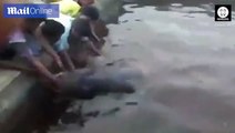 فيديو مؤثر.. أهل قرية يتجمعون لإنقاذ فيل رضيع من الغرق في خزان مياه