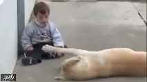 كلب يلعب مع طفل معاق بطريقة تخطف القلوب