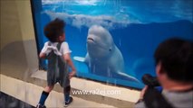فيديو حوت أبيض يداعب طفل بطريقة غير متوقعة
