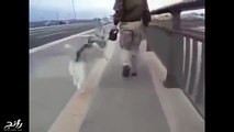 فيديو ماذا فعل الكلب حين تعب من السير؟ لن تتوقع