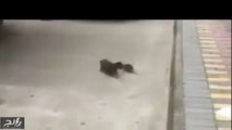 فيديو لأول مرة قط يتم مطاردته من قبل فأر!