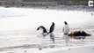 فيديو صغير البطريق يرتجف رعباً من الأمواج على الشاطئ في جزر فوكلاند