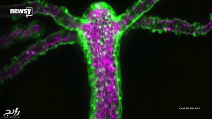 أول فيديو على الإطلاق يتم تصويره للهيدرا ملهم الحكايات الإغريقية