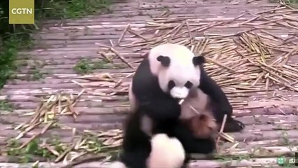 أنثى باندا تضع حداً لـ"شقاوة" رضيعها بهذه الطريقة المفاجئة.. فيديو