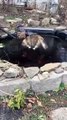فيديو قطة تناضل من أجل اصطياد سمكة تحت الجليد
