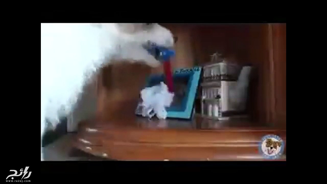 لن تصدق ما هي الأشياء التي يستطيع أن يفعلها هذا الكلب!