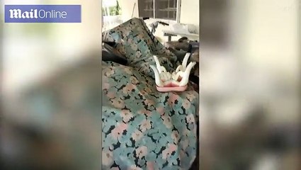 لقطات مرعبة.. ثعبان "كوبرا" عملاق يقتحم منزلاً سكنياً