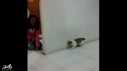 رد فعل سيغميك من الضحك..قطة مسكينة فعلاً