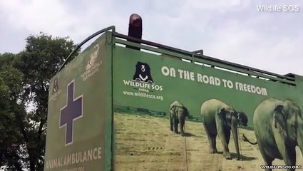 شاهد.. هكذا تم إنقاذ فيل قضى 58 عاماً في الأسر مقيداً بالأغلال