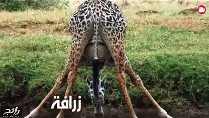 من غرائب الخلق..فيديو كائنات حية وهي حامل!