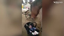 شاهد ماذا فعل هذا الحصان عندما وجد رضيعة تبكي.. فيديو يلامس القلب