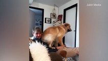 فيديو كلب أليف يستقبل مالكه لدى عودته من العمل بطريقة مثيرة للدهشة!