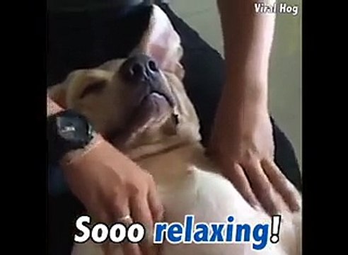 إذا كنت تعتقد أنك تدلل كلبك عليك مشاهدة هذا الفيديو أولاً!