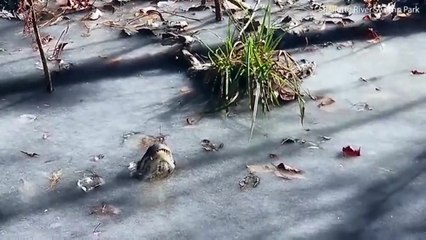 فيديو تماسيح مجمدة فوق سطح الماء لتحافظ على حياتها