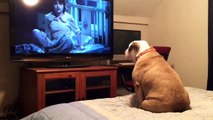 فيديو كلب بولدوغ يشاهد فيلم رعب.. وردود أفعاله تمثل الجميع!