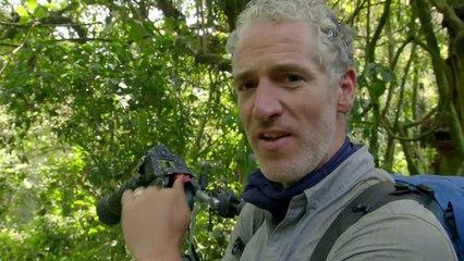 رد فعل غير متوقع لغوريلا عندما رأت نفسها في المرآة