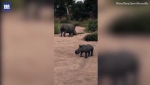 وحيد قرن يحاول شن هجوم على سياح بحديقة حيوان ثم تحدث مفاجأة.. فيديو