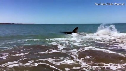 حاول استعراض شجاعته وتصوير قرش ضخم فحدث ما لم يتوقعه.. فيديو