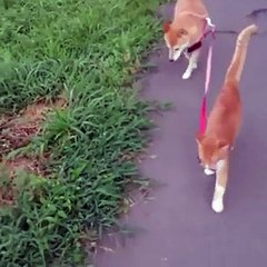 بالفيديو: علاقة صداقة غريبة بين كلب وقطة