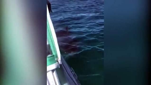 شاهد.. لحظات رعب عاشها أفراد عائلة بسبب قرش عملاق طوله 5 أمتار