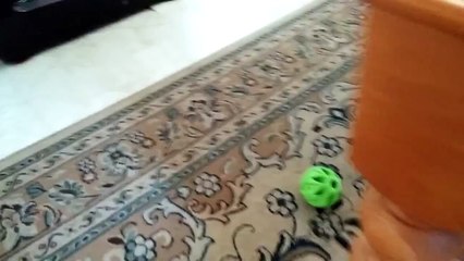 فيديو كلب بلدغ يضرب كف صاحبه "high five" بخفة رائعة