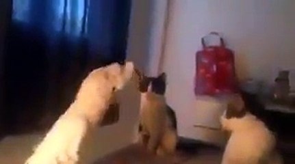 فيديو ببغاء يصيب قطتين بالجنون لسبب لن تتوقعه