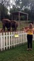 فيديو رد فعل مذهل لفيلة عند سماع صوت الكمان