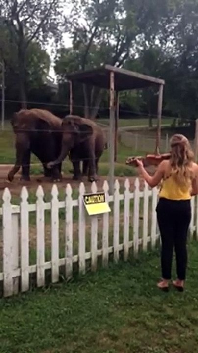 فيديو رد فعل مذهل لفيلة عند سماع صوت الكمان