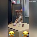 فيديو قطة تلعب لعبة التقاط السمكة ولكن بطريقة مختلفة