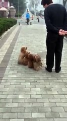 شاهدوا فيديو كلاب صغيرة تتبع صوت صاحبها للقيام بحركات منتظمة صعبة