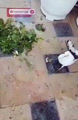 فيديو لا يصدق لـ حمام الهزاز الأبيض يحمل وردة لحبيبته