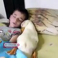 فيديو طفل ينام ولكن بجانبه بطة