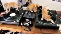 بالفيديو: هل يمكن أن تكون القطط DJ؟