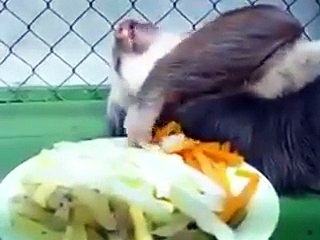 فيديو أكسل حيوان في العالم